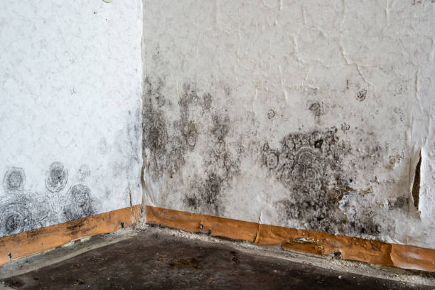 Professional Mold Removal in White Oak, PA